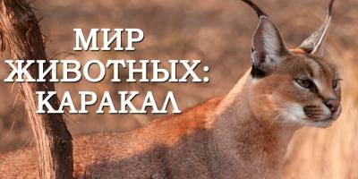 Каракал в дикой природе