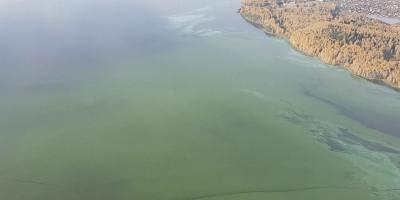 Водохранилище в Нижнем Тагиле с зелёной цветущей водой, вид сверху